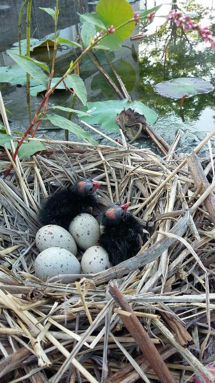 Appartamento Water Bird Family Toucheng Esterno foto